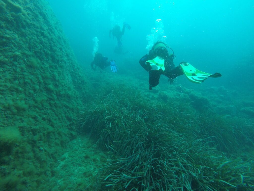 Buceadoras y algas en fondo marino